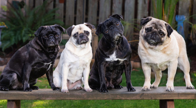 BJ, Lizzie, Tank and Bijou